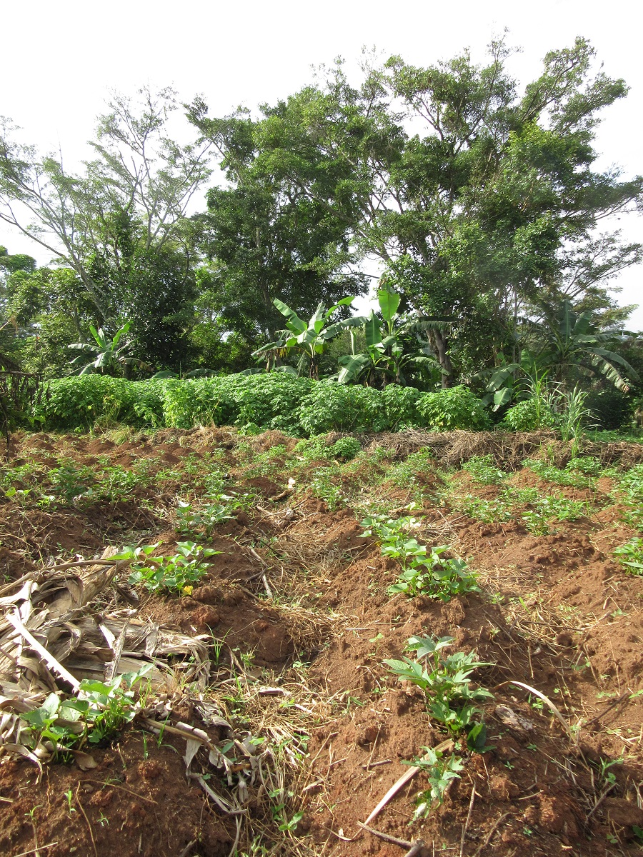 Mounds of sweet potatoes planted in the sisters