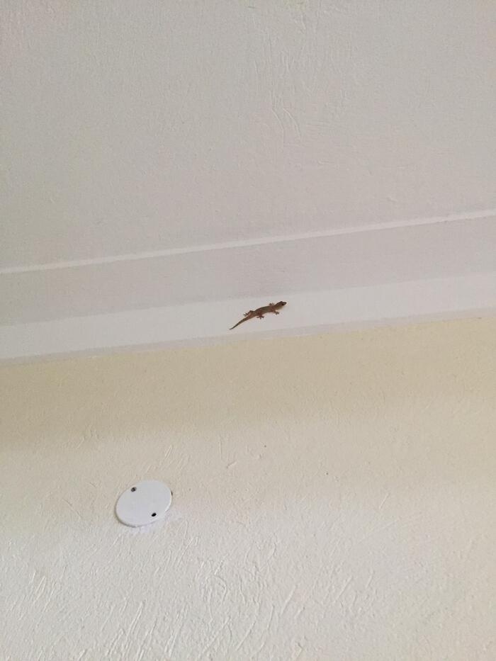 Tropical Gecko on wall