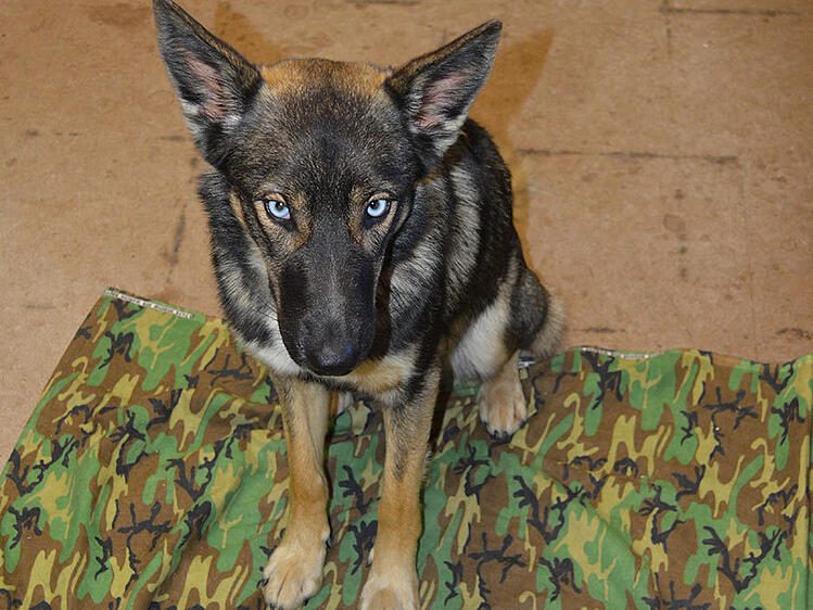 luna_lost_dog_navy2_1458157454401_34183468_ver1.0_900_675