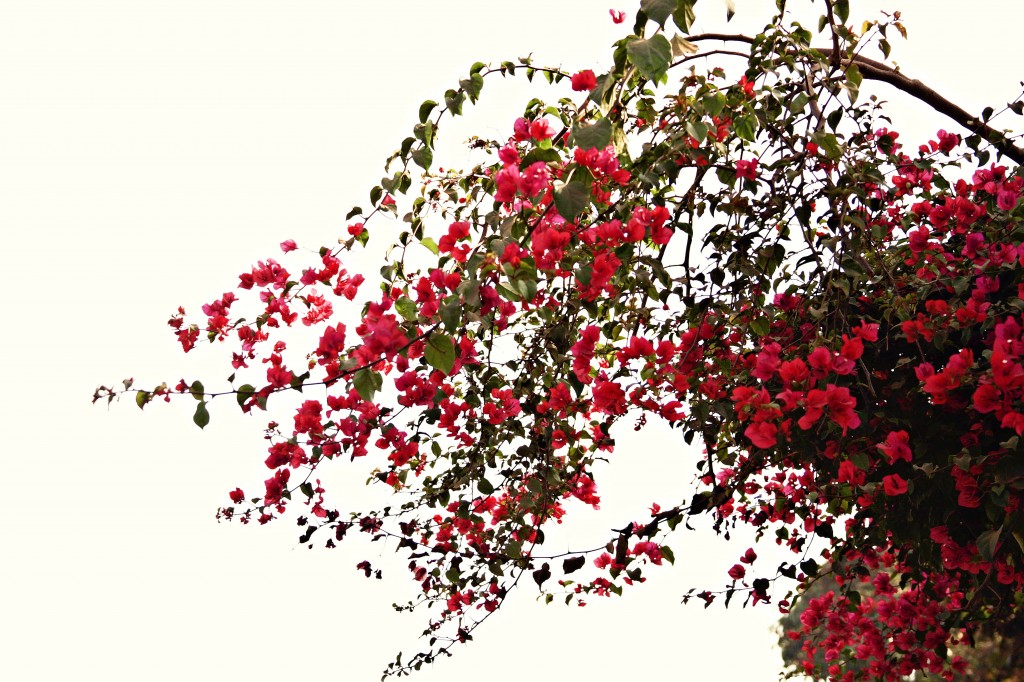 IMG_3722c-1024x682[1]