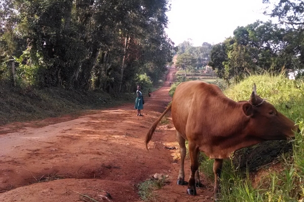 Different Language, Same Mass: The Universality of the Catholic Church