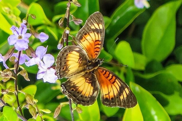 The Promise of Spring