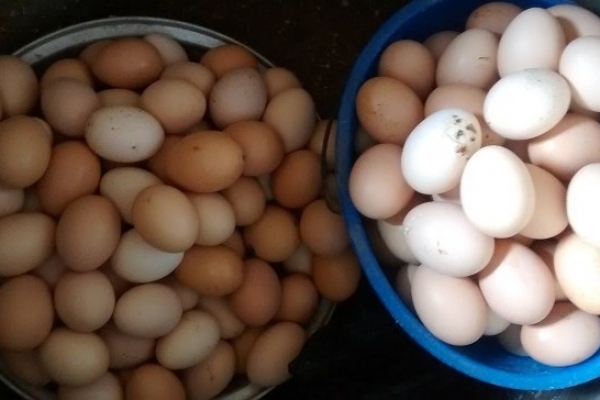 Update: Child Sponsorship Programs Get Eggs for Breakfast